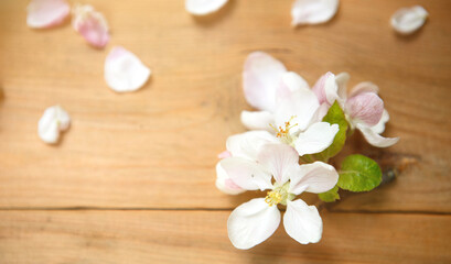 Obraz na płótnie Canvas White Apple flowers and petals on a wooden background. The concept of eco-style, a celebration of spring, tenderness, love, women's health, sauna and Spa treatments, wedding in the summer. Space for t