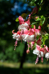 Macro view of beautiful pink and white fuchsia flower blossoms cascading from an outdoor hanging...