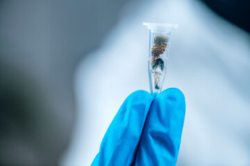 Micro Dose of Psilocybin, Hallucinatory Derivative from Magic Mushrooms. Laboratory Technician...