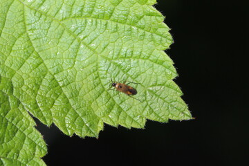 Braunschwarze Nesselweichwanze - Plagiognathus arbustorum