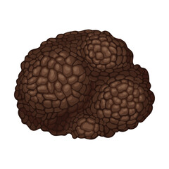 Whole Truffle as Fruiting Body of Subterranean Ascomycete Fungus Vector Illustration