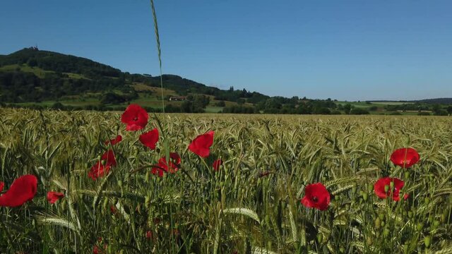 Bl&uuml;hende Mohnblumen am Feldrand