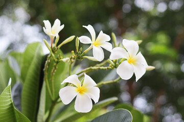 Obraz na płótnie Canvas closeup of plumeria flower on tree