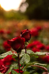 red rose in garden
