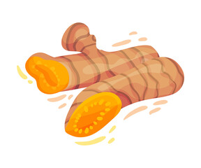 Turmeric Rhizome or Root Isolated on White Background Vector Illustration