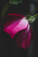 pink rose with water drops