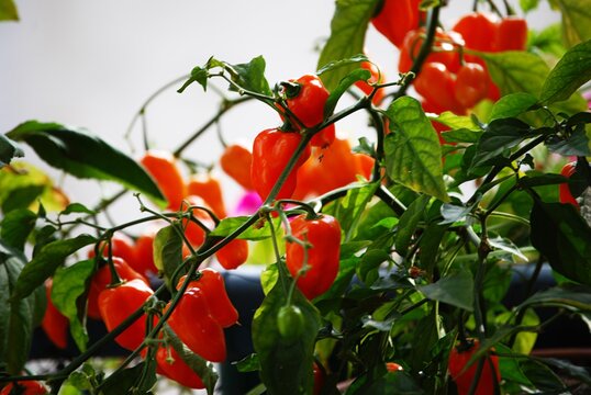 Eine Chilipflanze mit vielen roten und gr&uuml;nen Fr&uuml;chten h&auml;ngt am Balkongel&auml;nder.