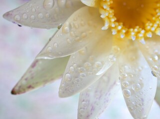 Fototapeta premium Closeup water drops on a white petals of water lily (lotus) flower with blurred ,droplets for background, macro image ,sweet color for card design and soft focus ,abstract background