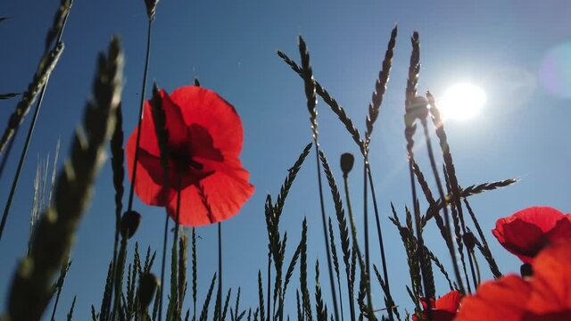 Mohnblumen im Gegenlicht