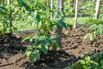 A row of tomato plants. Tomato grow in the open ground