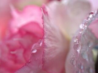 Closeup water drops on pink petals of desert rose flower, droplets on plants and blurred background ,soft focus , macro image ,sweet color for card design