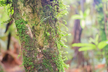tree with moss on bark in a green forest or moss on tree trunk. Tree bark with green moss at forest New Zealand. Selective focus.