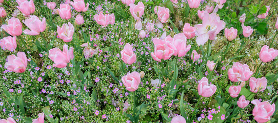 Group of pink tulips in the side road at New Zealand.