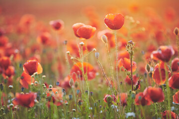 Fototapeta na wymiar Field of poppy flowers at sunset, selective focus.