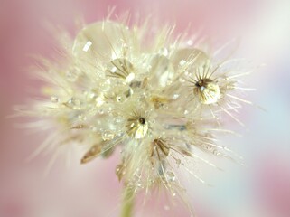 close up of a white dry flowers seeds with water droplets on pink blurred background and soft focus ,macro image sweet color for card design ,wallpaper, bright sweet background