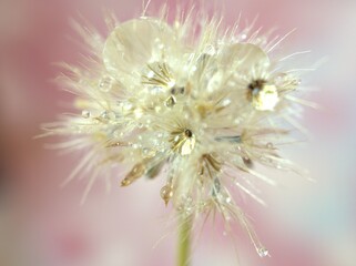 close up of a white dry flowers seeds with water droplets on pink blurred background and soft focus ,macro image sweet color for card design  ,wallpaper, bright sweet background