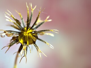 Closeup dry dandelion (grass), dead weed plants with water drops on sweet pink background and soft focus ,macro image ,sweet color for card design ,blurred for background