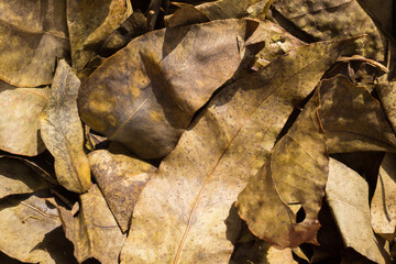 dry eucalyptus leaves on the ground fall