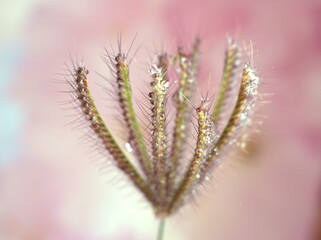 Closeup grass Chloris virgata , Eustachys plants with bright pink blurred background ,macro image ,wet spring plant ,sweet color for card design, water drops on grass