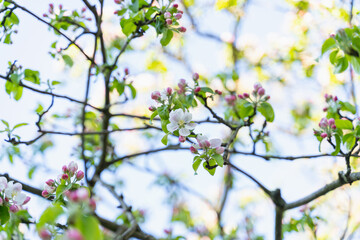 blooming apple trees, selective focus, blurred background