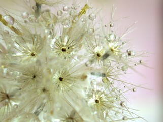 Closeup white dry flower plants with shiny drops of water on bright yellow gold blurred background , macro image , shiny for card design, pink sweet color for card design