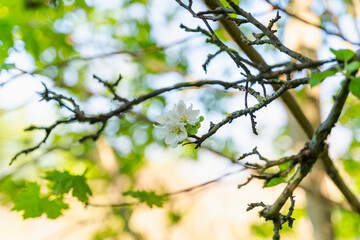 blooming apple trees, selective focus, blurred background