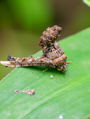 beautiful closeup photos of insects