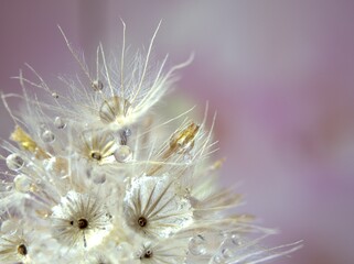Closeup white dry flower plants with shiny drops of water on bright yellow gold blurred purple background , macro image , shiny for card design, pink sweet color for card design