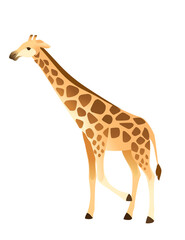 Obraz premium Mature giraffe african animal with long neck cartoon animal design flat vector illustration isolated on white background