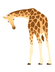 Mature giraffe african animal with long neck cartoon animal design flat vector illustration isolated on white background