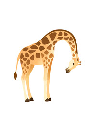 Mature giraffe african animal with long neck cartoon animal design flat vector illustration isolated on white background
