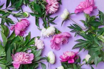 Flower wallaper of white and pink peony on purple background. Close-up. Top view