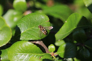  Frühe Grossstirnschwebfliege - Scaeva selenitica