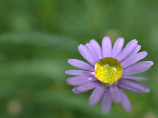 Closeup violet purple little daisy flower plants with drop of water in garden and green blurred background , macro image ,soft focus for card design