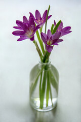 1.bouquet of crocuses in a glass purple, haze, fuzziness, fog, blur