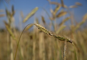 Kłos dojrzewającego zboża, żyto, na tle rozmytych innych kłosów i niebieskiego nieba © Wioletta