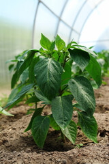 Fresh green seedlings of sweet pepper (Capsicum annuum subsp. grossum) in the greenhouse