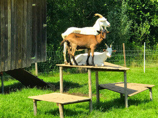 ziegen artgerechte tierhaltung