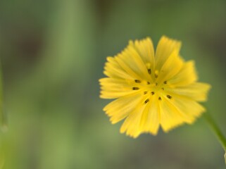 Closeup yellow petals of Oriental false hawksbeard , Youngia japonica flower plants in garden with green blurred background ,macro image ,sweet color for card design