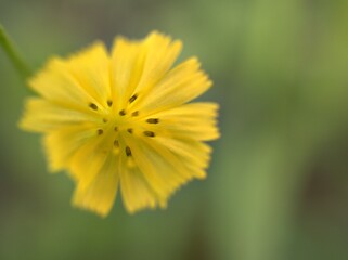 Closeup yellow petals of Oriental false hawksbeard , Youngia japonica flower plants in garden with green blurred background ,macro image ,sweet color for card design