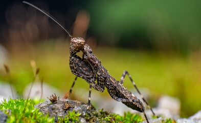 beautiful closeup photos of insects