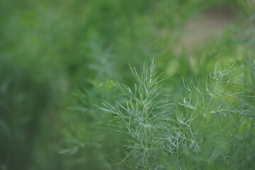 Fresh green dill grows in the summer garden, close-up side view.