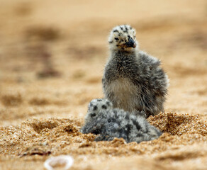 Yellow legged gull chicks on a beach