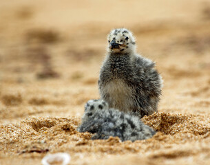 Yellow legged gull chicks on a beach