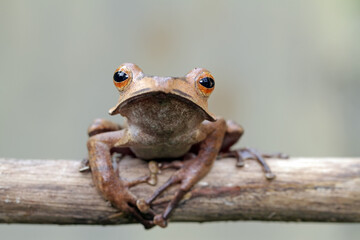 Borneo tree frog,  polypedates otilophus on the branch