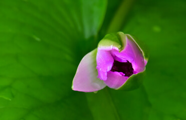 Closeup view of lotus flower with blurred background.