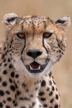 Cheetah Potrait
