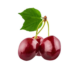 Cherry isolated on white background with clipping path