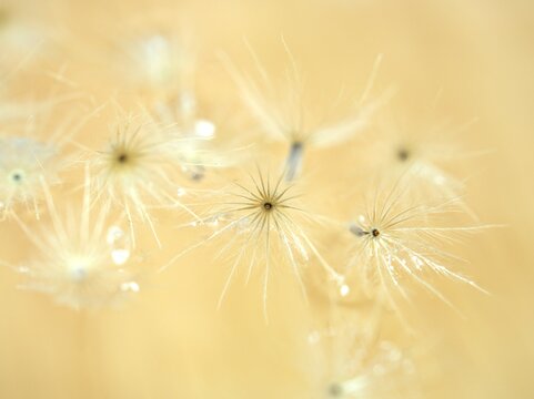 Closeup white Dry dandelion seeds flower on bright yellow background with soft focus ,macro image ,smooth color for card design ,wallpaper, abstract background