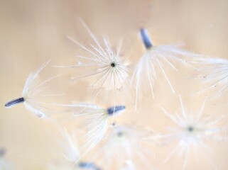 Closeup white Dry dandelion seeds flower on bright background with soft focus ,macro image ,smooth color for card design ,wallpaper, abstract background